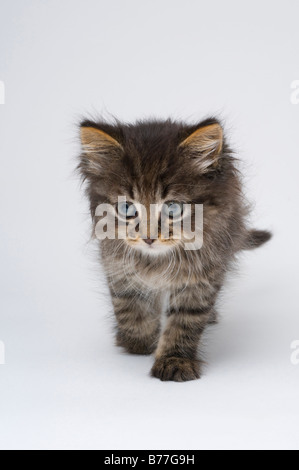 Mignon chaton de six semaines Banque D'Images