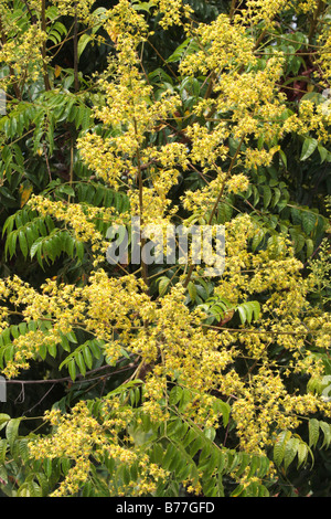 Fleurs de Koelreuteria henryi Dummer Banque D'Images