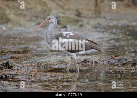 Ibis blanc juvénile Banque D'Images