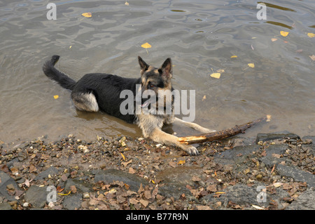 Berger Allemand avec une grosse branche sur une berge Banque D'Images