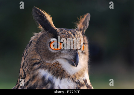 Grand Owl (Bubo bubo), portrait Banque D'Images