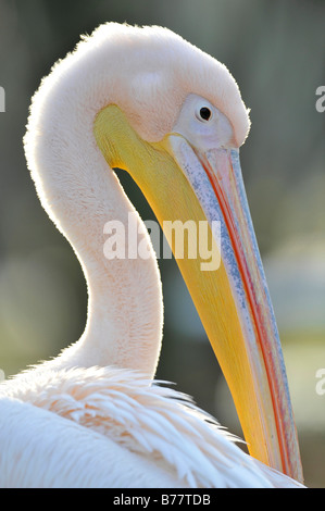 Le pélican blanc (Pelecanus onocrotalus), lissage Banque D'Images