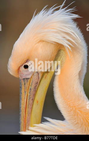 Le pélican blanc (Pelecanus onocrotalus), lissage Banque D'Images