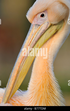 Le pélican blanc (Pelecanus onocrotalus), lissage Banque D'Images