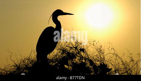 Héron cendré (Ardea cinerea) perché sur un arbre en face du coucher de soleil Banque D'Images