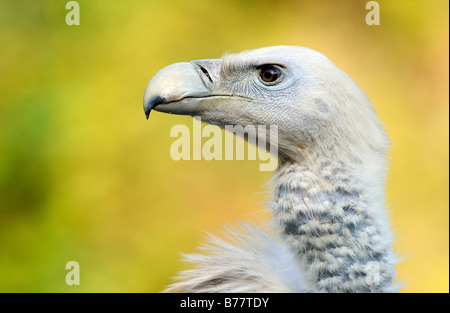 Eurasienne ou vautour fauve vautour fauve (Gyps fulvus) Banque D'Images