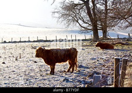 Deux vaches highland avec cornes, en position debout, l'un un champ avec frosty gel sur leur fourrure dans les highlands d'Ecosse Banque D'Images