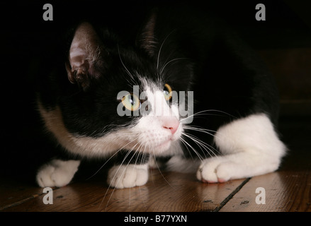 Cat se cacher sous un lit dans le noir Banque D'Images