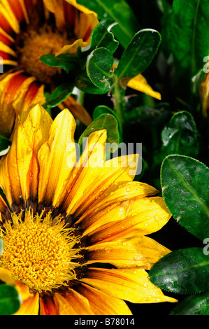 Gazania f1 kiss flamme jaune, la moitié hardy vivace annuelle rayures rouge jaune vif Banque D'Images