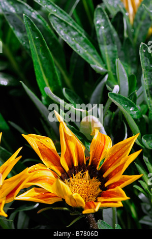 Gazania f1 kiss flamme jaune, la moitié hardy vivace annuelle rayures rouge jaune vif Banque D'Images