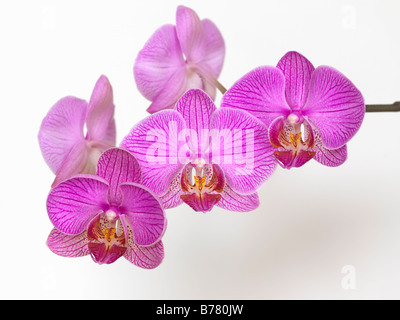 Phalaenopsis Orchid, studio Still Life sur fond blanc Banque D'Images