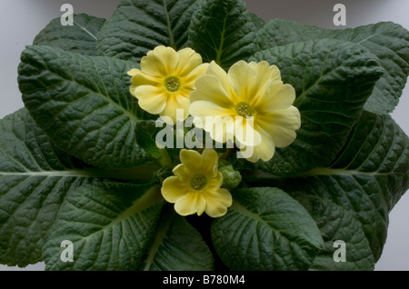 Primrose hybride - cultiver dans un pot de fleurs de printemps jaune pâle, avec des feuilles. Banque D'Images