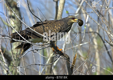 Kite (Rostrhamus sociabilis bayou blue), assis sur une branche avec un applesnail dans son projet de loi, aux Etats-Unis, en Floride Banque D'Images