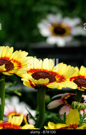 Chrysanthemum carinatum DAISY PEINT joyeux mélange variété cultivar fleur annuelle fleur couleurs couleurs couleurs Banque D'Images