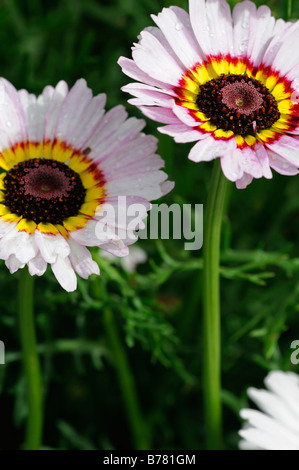 Chrysanthemum carinatum DAISY PEINT joyeux mélange variété cultivar fleur annuelle fleur couleurs couleurs couleurs Banque D'Images