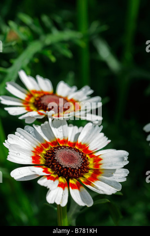 Chrysanthemum carinatum DAISY PEINT joyeux mélange variété cultivar fleur annuelle fleur couleurs couleurs couleurs Banque D'Images