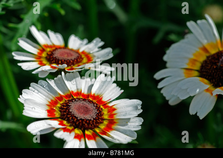 Chrysanthemum carinatum DAISY PEINT joyeux mélange variété cultivar fleur annuelle fleur couleurs couleurs couleurs Banque D'Images