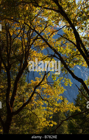 Chênes vivent deviennent jaunes à l'automne en vallée de Yosemite YOSEMITE NATIONAL PARK CALIFORNIA Banque D'Images