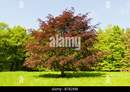 Un grand copper beech tree debout dans un parc, à l'Écosse. Banque D'Images