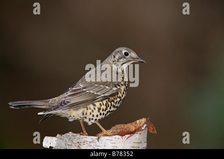 Mistle Thrush Turdus viscivorus perché sur log Banque D'Images