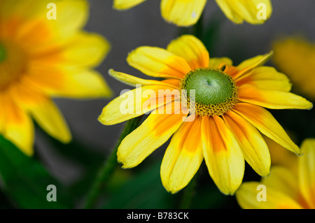 Rudbeckia hirta 'Irish Eyes' cultivar fleur annuelle fleur jaune citron orange pétales feuille feuilles Banque D'Images