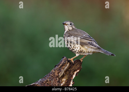 Mistle Thrush Turdus viscivorus perché sur log Banque D'Images