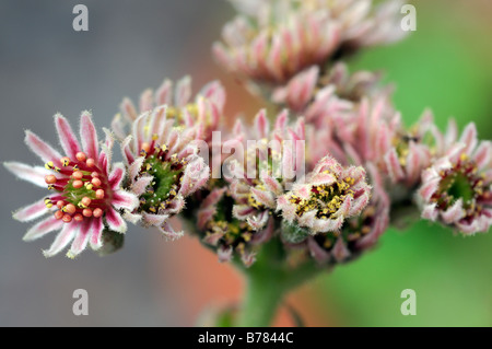 Sempervivum alpha Fleur Fleur alpine mountain rock garden plante communément appelée la maison leek Banque D'Images