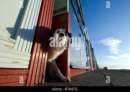Un colley spaniel chien regarde à partir de la croix entre les cabanes de plage au cours d'une promenade sur le front de mer de Brighton Banque D'Images