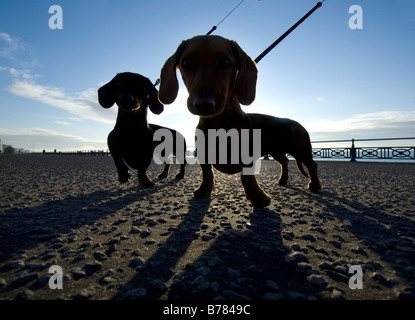 Deux teckels miniatures sur un matin tôt à pied sur le front de mer de Brighton Banque D'Images