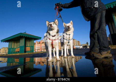 Une paire de frère et soeur avec leurs chiens husky de Sibérie propriétaire sur un froid matin d'hiver à Brighton, Royaume-Uni. Banque D'Images