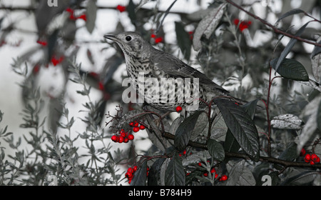 Mistle Thrush Turdus viscivorus perché dans les baies Banque D'Images