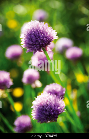 Les fleurs de ciboulette, Allium schoenoprasum Banque D'Images