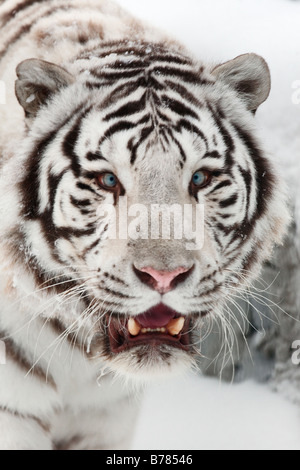 Portrait du tigre blanc du zoo de Novossibirsk Banque D'Images