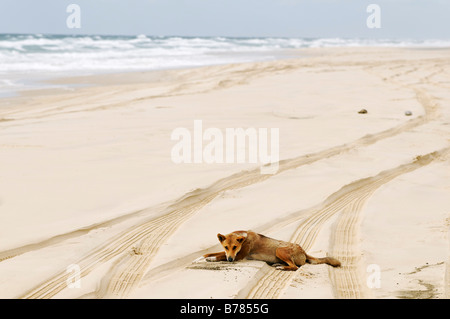 Dingo (Canis lupus dingo) à la plage de Fraser Island, Queensland, Australie Banque D'Images