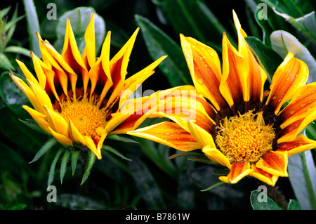 Gazania f1 kiss flamme jaune, la moitié hardy vivace annuelle rayures rouge jaune vif Banque D'Images