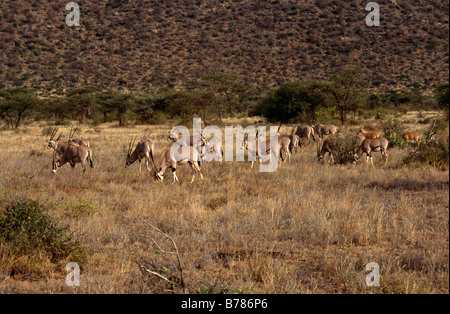 Beisa Oryx à Samburu Groupe Prairie pâturage Troupeau d'animaux marques distinctives sur les cuirs cornes ORYX KENYA Banque D'Images