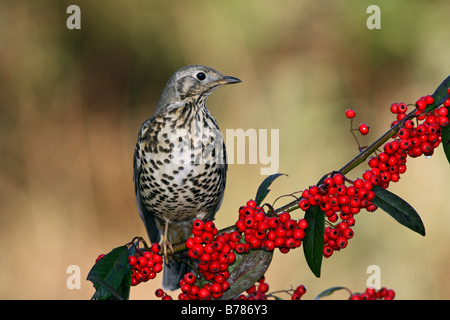 Mistle Thrush Turdus viscivorus perché sur les baies Banque D'Images