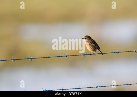 Saxicola torquata Stonechat femelle sur les fils barbelés Essex UK winter Banque D'Images