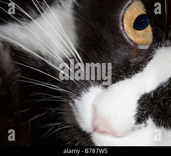 Close up de chat noir et blanc visage avec le nez et les moustaches eye Banque D'Images