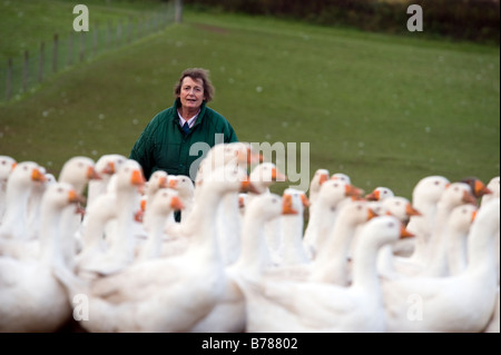 Judy Goodman avec son troupeau d'oies en liberté à l'Oie de Goodman dans le Worcestershire quelques semaines avant Noël 2008. Banque D'Images