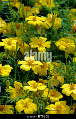 Tagetes Tenuifolia 'Lemon Gem' signata pumila Marigold Signet fleur jaune fleur plante annuelle Banque D'Images