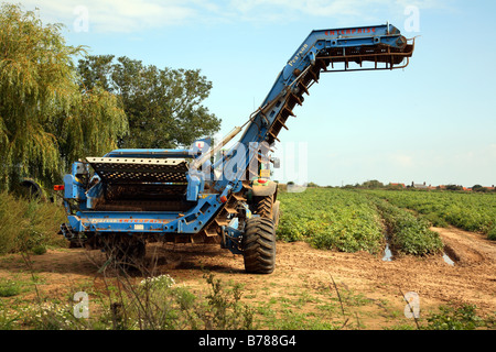 Les pommes de terre en cours de récolte avec une moissonneuse mécanique à Norfolk UK. Banque D'Images