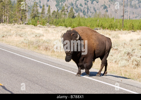 Bison américain traversent la route dans le Parc National de Yelowstone Banque D'Images