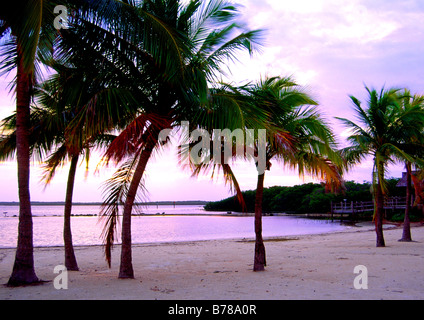 Plage et palmiers sur les Keys de la Floride USA à Key Largo Banque D'Images