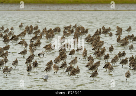 Courlis cendré (Numenius arquata), troupeau de courlis dans l'eau, les Pays-Bas, Europe Banque D'Images