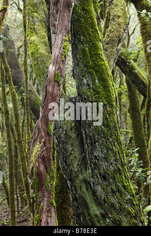 Les troncs des arbres couverts de mousse dans une forêt de nuages, le Parc National de Garajonay, La Gomera, Canary Islands, Spain, Europe Banque D'Images