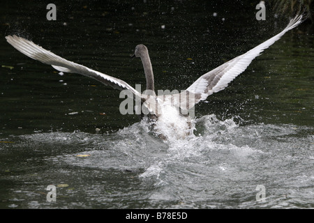 Une Cygnet ayant une étendue Banque D'Images