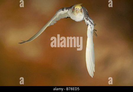 Cockatiel, Quarrion Weiro Nymphicus hollandicus (ou) en vol Banque D'Images