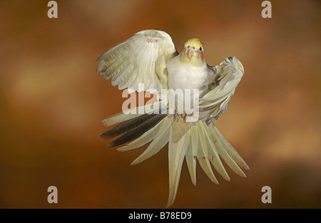 Cockatiel, Quarrion Weiro Nymphicus hollandicus (ou) en vol, en captivité Banque D'Images