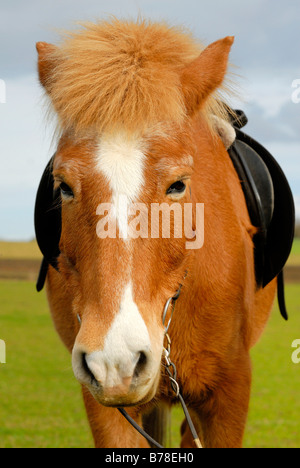 Cheval islandais (Equus ferus caballus), portrait Banque D'Images